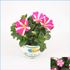 Petunia, Pink Heart