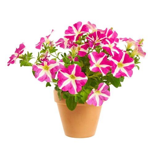 Petunia, Pink Heart