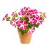 Petunia, Pink Heart