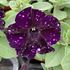 Petunia, Mystery Sky