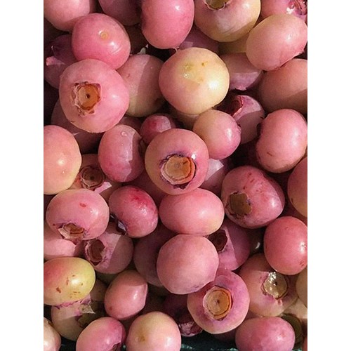 Amerikanskt blåbär, Pink lemonade, stor