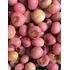 Amerikanskt blåbär, Pink lemonade, stor