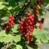 Vinbär, röda, Jonkheer van Tets