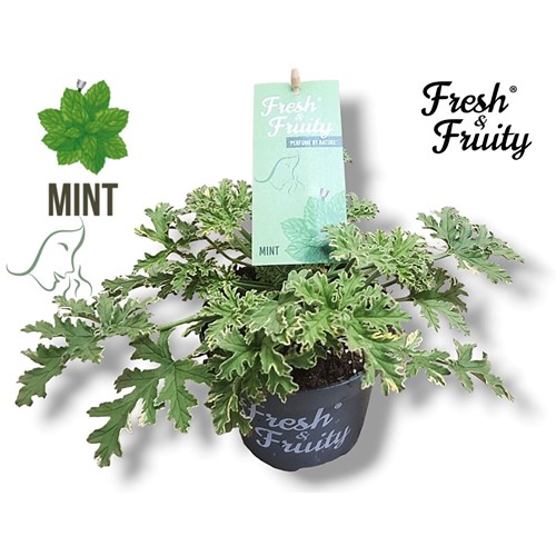 Pelargon, doftpelargon, Mint
