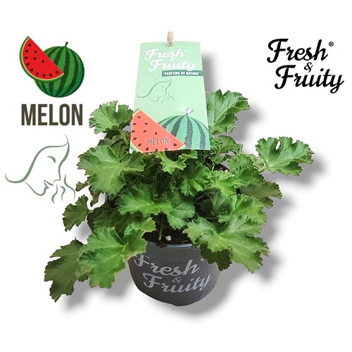 Pelargon, doftpelargon, Melon