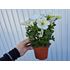 Petunia, Surfina, vit