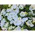 Petunia, Surfina, vit