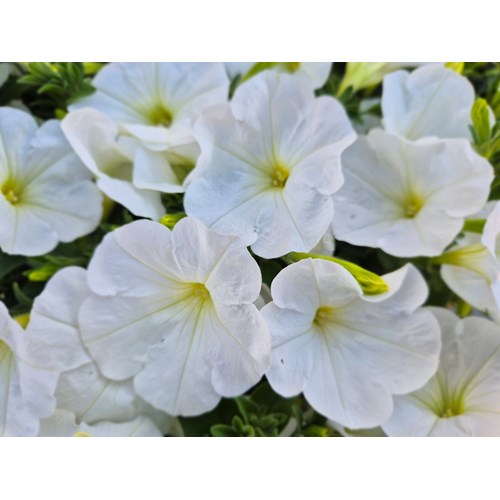 Petunia, Surfina, vit