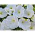 Petunia, Surfina, vit