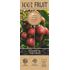 Kiwi, Minikiwi, Kens, stor planta