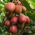 Kiwi, Minikiwi, Kens, stor planta