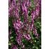 Salvia, Stäppsalvia, Sensation Deep Rose
