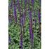 Salvia, Stäppsalvia, Caradonna