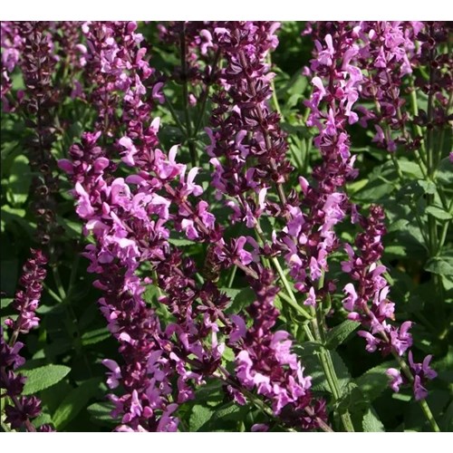 Salvia, Stäppsalvia, Sensation Deep Rose