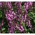 Salvia, Stäppsalvia, Sensation Deep Rose