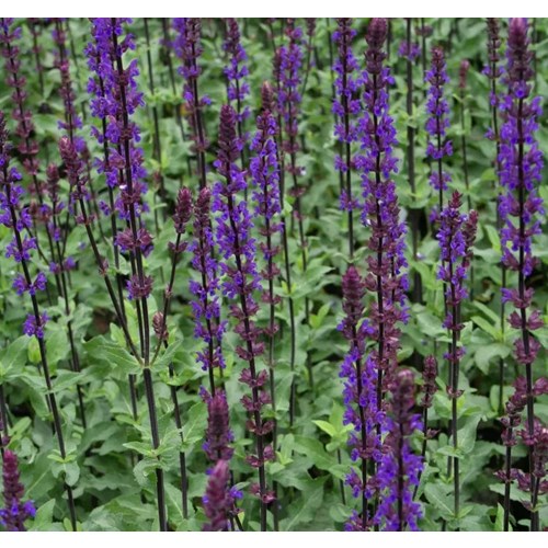 Salvia, Stäppsalvia, Caradonna