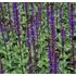 Salvia, Stäppsalvia, Caradonna