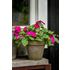 Flitiga Lisa, Athena Bright Purple F1