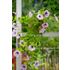 Petunia, Opera Supreme Lilac Ice F1