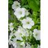 Petunia, Opera Supreme White F1