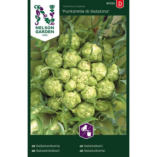 Sallatscikorai, Puntarelle di Galatina