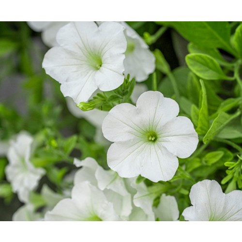 Petunia, Opera Supreme White F1