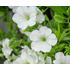 Petunia, Opera Supreme White F1