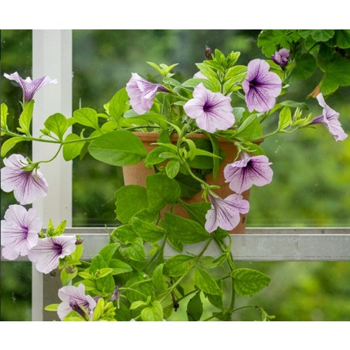 Petunia, Opera Supreme Lilac Ice F1