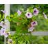 Petunia, Opera Supreme Lilac Ice F1