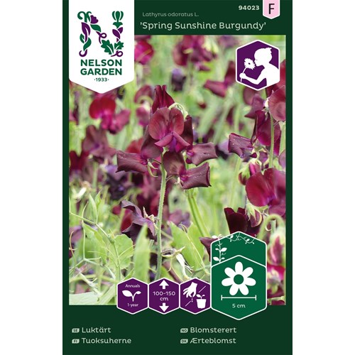 Luktärt, Spring Sunshine Burgundy