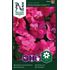 Flitiga Lisa, Athena Bright Purple F1