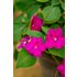 Flitiga Lisa, Athena Bright Purple F1
