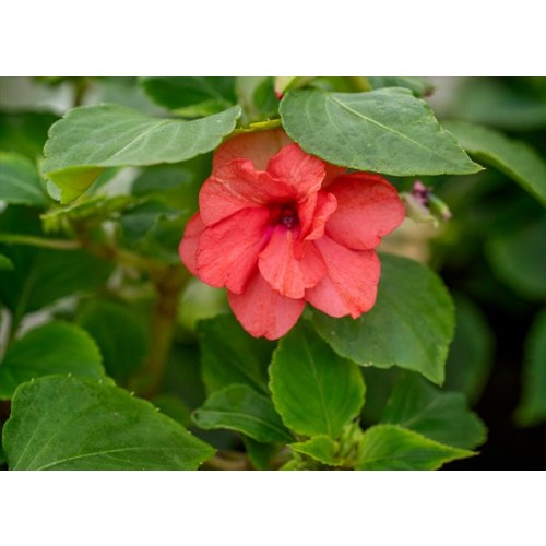Flitiga Lisa, Athea Coral F1