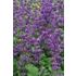Salvia, Kranssalvia, Purple Rain