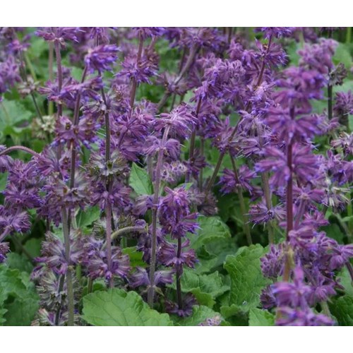 Salvia, Kranssalvia, Purple Rain
