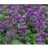 Salvia, Kranssalvia, Purple Rain