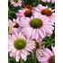 Solhatt, SunSeekers Blush