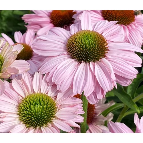 Solhatt, SunSeekers Blush