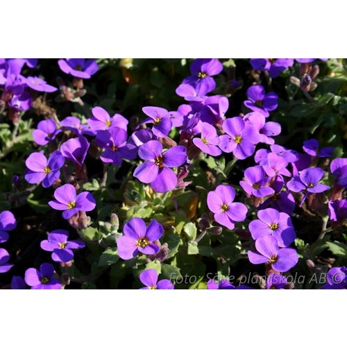 Aubrietia, Blaumeise
