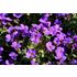 Aubrietia, Blaumeise
