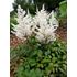 Astilbe, Rock and roll