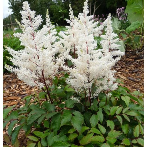 Astilbe, Rock and roll