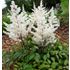 Astilbe, Rock and roll