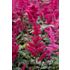 Astilbe, Fanal