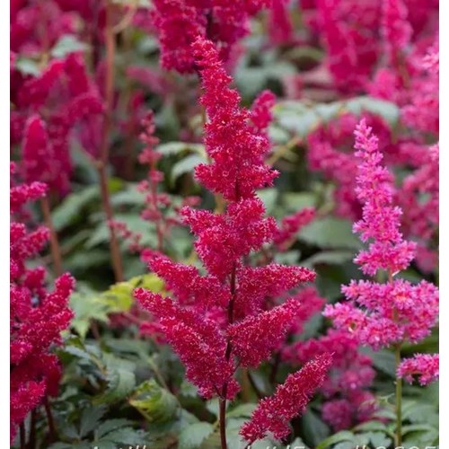 Astilbe, Fanal