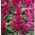 Astilbe, Fanal
