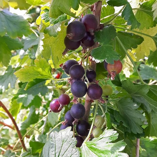 Vinbär, Krusvinbär, Jostaberry