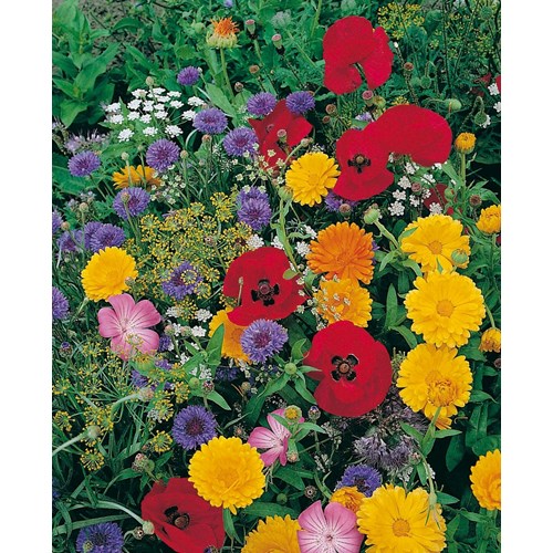 Blomsterblandning, Ettårig, Vildblommor