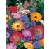Blomsterblandning, Ettårig, Quick and easy