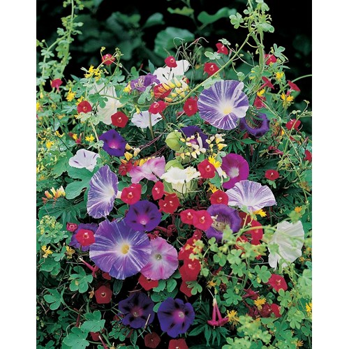 Blomsterblandning, Ettårig, klättrande blommor